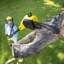 Why Choose Our Tree Removal Services in Atlantic, IA?