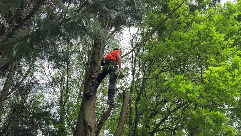 Best Tree Cabling and Bracing  in Atlantic, IA