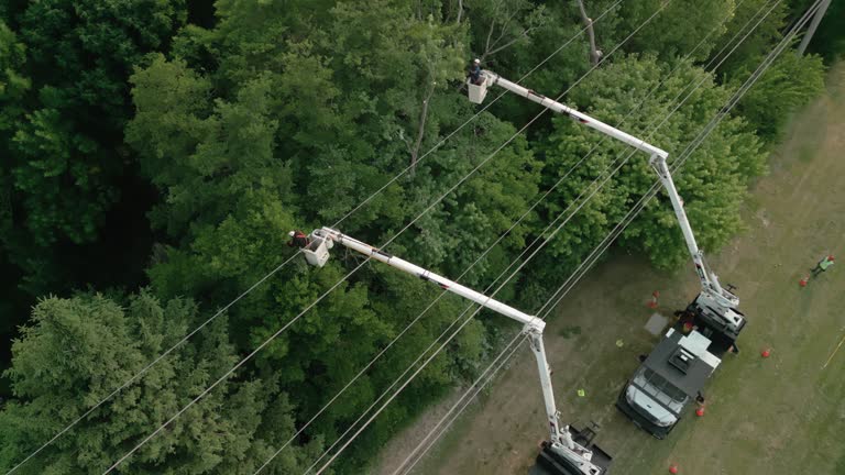 Best Storm Damage Tree Cleanup  in Atlantic, IA