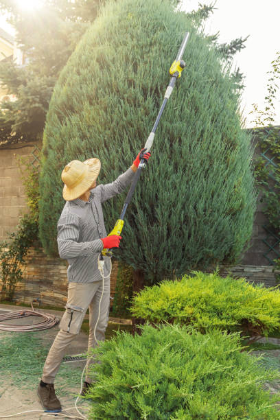 Best Tree Trimming and Pruning  in Atlantic, IA