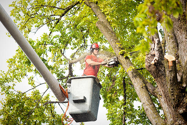 Best Hedge Trimming  in Atlantic, IA